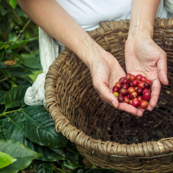 Hands gathering coffee cherries at the Mi Cafecito coffee cooperative in Costa Rica
